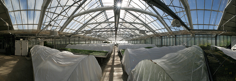 aufzucht-in-multipaletten-00